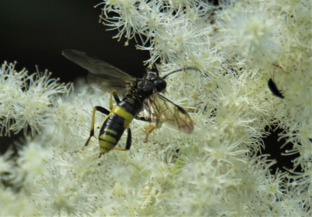 Tenthredinidae: Tenthredo temula